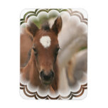 Horse Baby  Premium Magnet