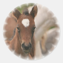 Horse Baby Sticker