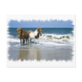 Horse Beach Postcard