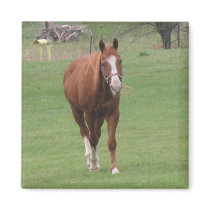 horse beauty magnet by KatAnnette horse beauty magnet