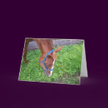 Horse Birthday Cards