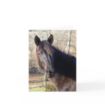 Horse Birthday Cards