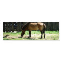 Horse Bookmark business cards by Country1969 Horse Bookmark business cards