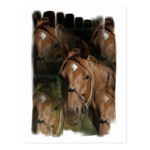Horse Breeds Postcard