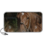 Horse Breeds Speakers
