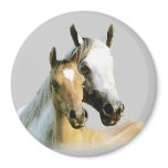 Horse Buddies Magnet Horse Buddies Magnet