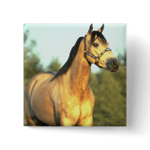 Horse buttons