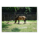 Horse Card
