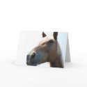 Horse cards
