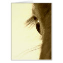 Horse cards