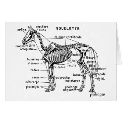 Horse Greeting Card by engravings