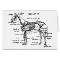 Horse cards by engravings Horse cards