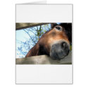 Horse cards