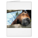 Horse Cards