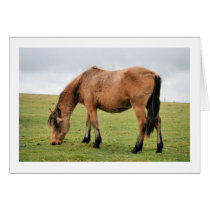 Horse cards by cwwphotography Horse cards