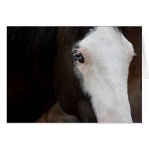 Horse Greeting Cards