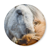 Horse cleaning magnets