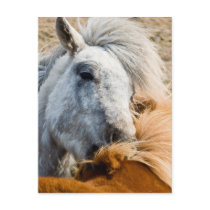 Horse cleaning postcards