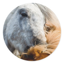 Horse cleaning stickers