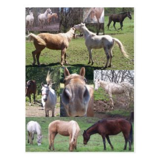 Horse Collage