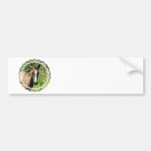 Horse Colt Bumper Stickers
