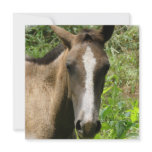 Horse Colt  Invitations