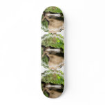 Horse Colt  Skateboard