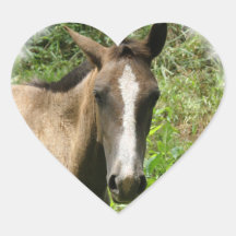 Horse Colt Stickers