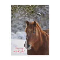 Horse Czech New Year postcard