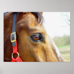 Horse Daydreams, Print