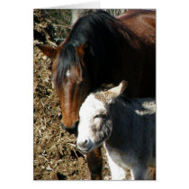 Horse & Donkey cards