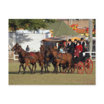Horse Drawn Carriage postcards