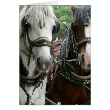 Horse Drawn Greeting Card