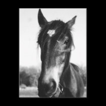 Horse, Dunwich, England - Postcard by celtxian Horse, Dunwich, England - Postcard