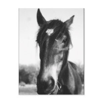 Horse, Dunwich, England - Postcard by celtxian Horse, Dunwich, England - Postcard
