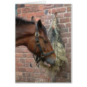 Horse eating hay cards