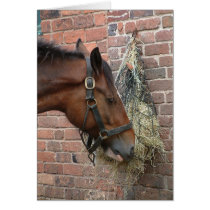 Horse eating hay cards