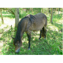 Horse Eating photo sculptures by lifesphere Horse Eating photo sculptures