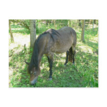 Horse Eating postcards