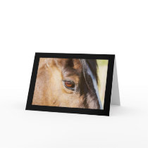 Horse Eye Card