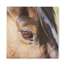 Horse Eye Magnet