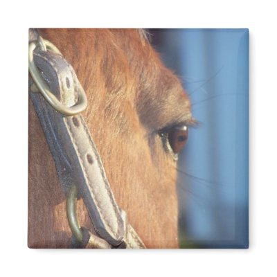 Horse Eye Magnet by hallsphotography