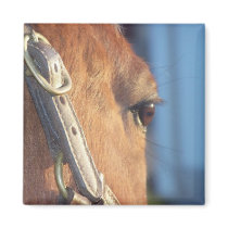 Horse Eye Magnet by hallsphotography Horse Eye Magnet