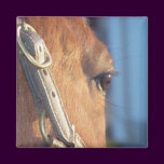 Horse Eye Magnet