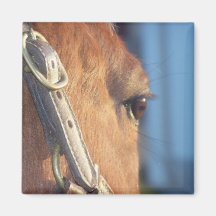 Horse Eye Magnet
