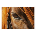 Horse eye photo