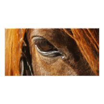 Horse eye photo card