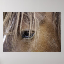 Horse eye Poster