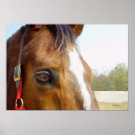 Horse Eye Reflections, Print