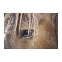 Horse eye Wrapped Canvas Canvas Print